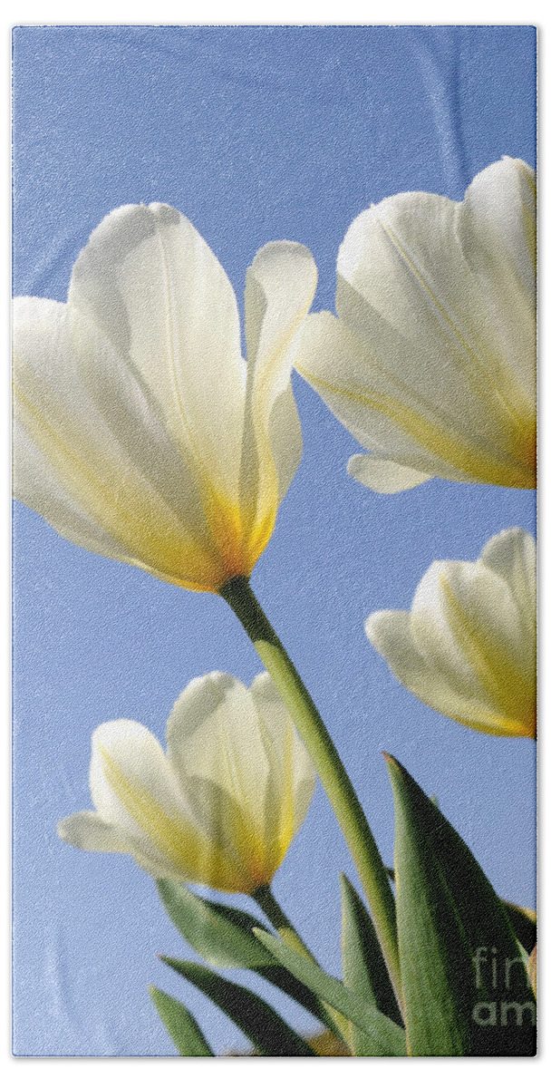 White Beach Towel featuring the photograph White Tulips Reaching for the Sun and Sky by Gary Whitton