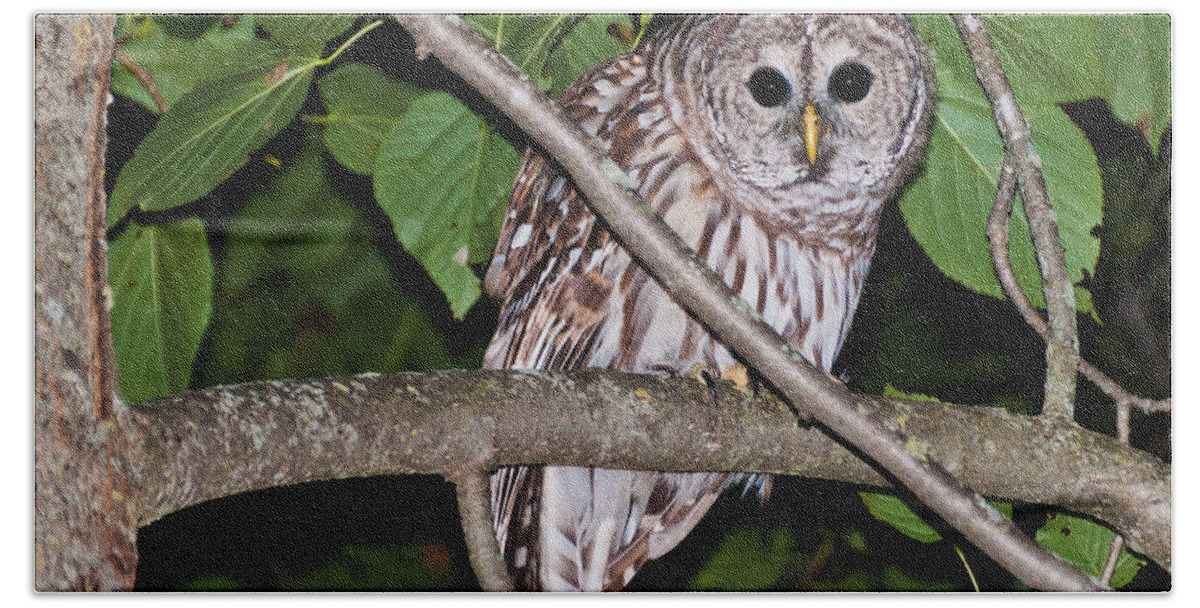 Barred Owl Beach Towel featuring the photograph Who Are You looking at by Cheryl Baxter