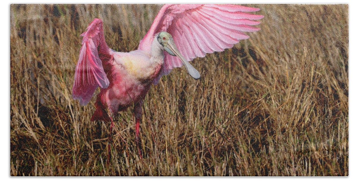 Roseate Spoonbill Beach Sheet featuring the photograph Wings of pink and silk by Bill Dodsworth