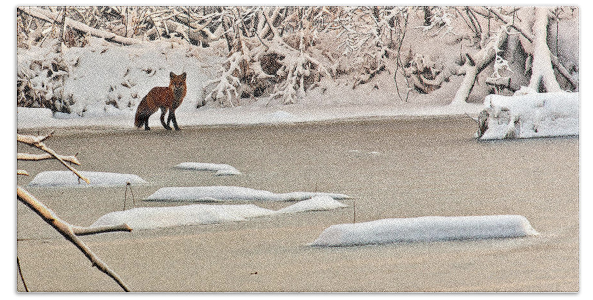 Fox Beach Towel featuring the photograph Winter Fox by Ed Peterson