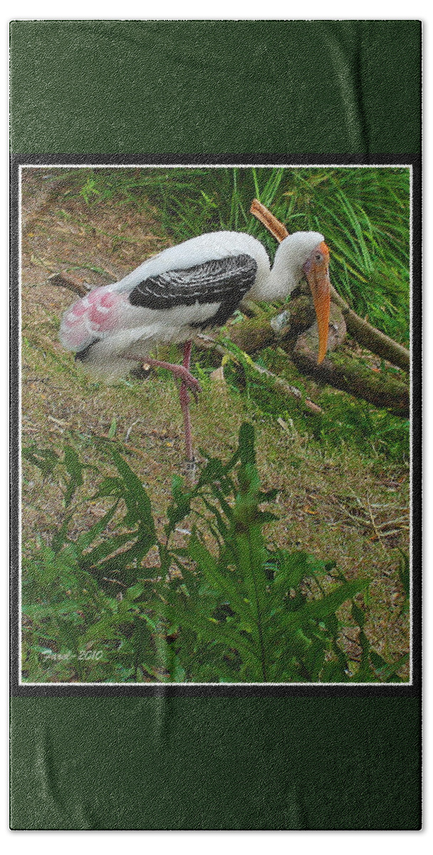 Wood Beach Towel featuring the photograph Wood Stork by Farol Tomson