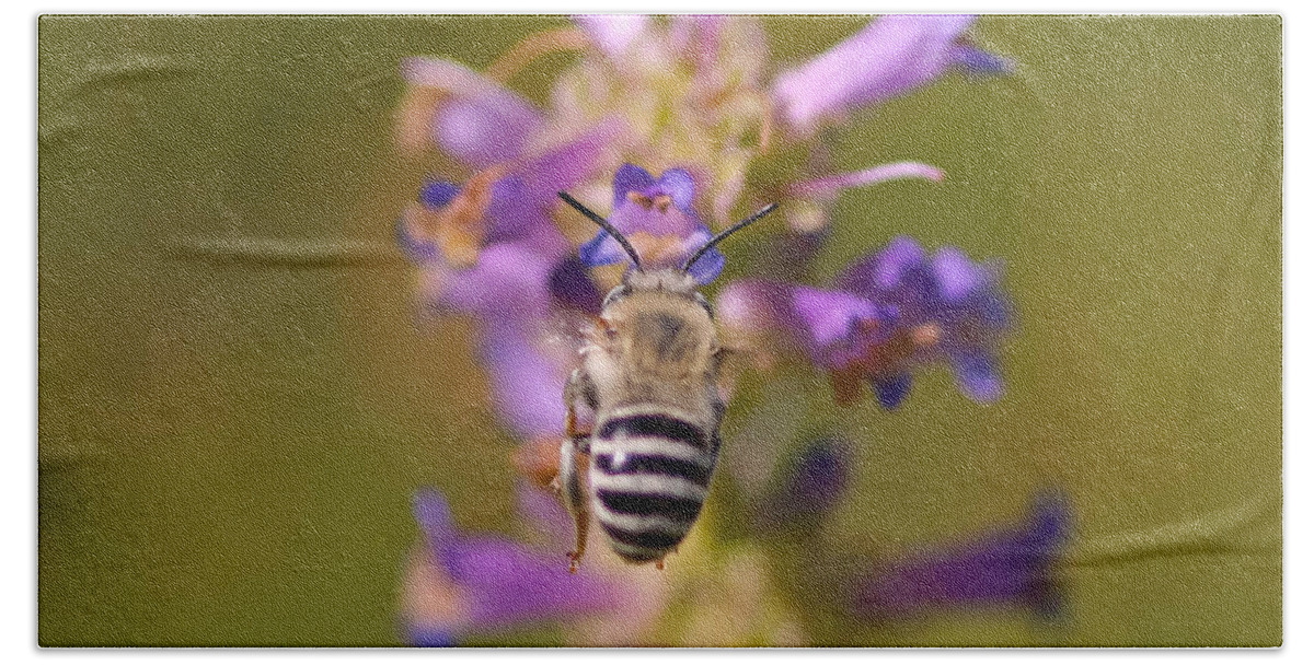 Bee Beach Towel featuring the photograph Worker Bee by Mitch Shindelbower