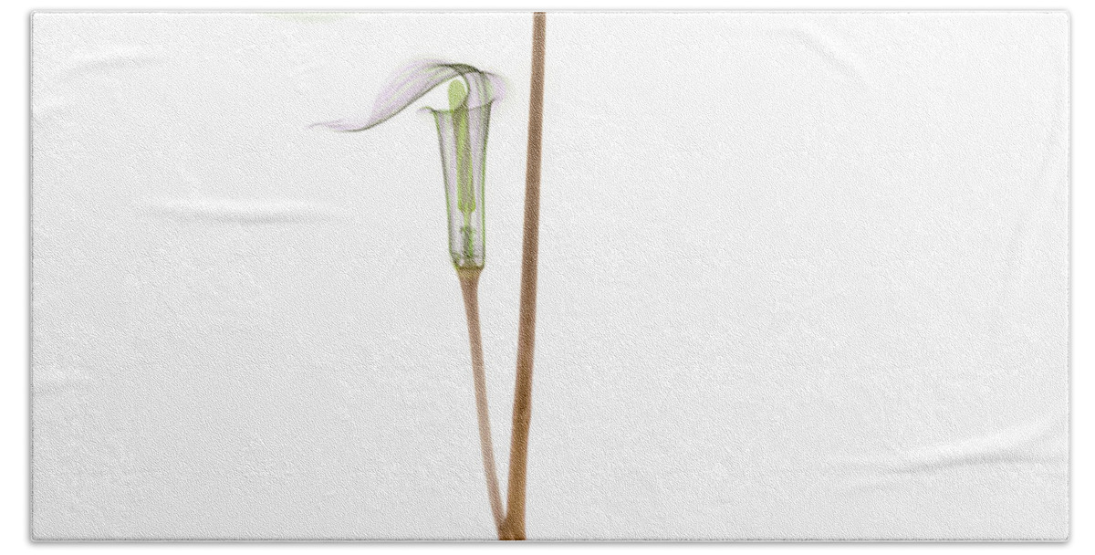 Plant Beach Towel featuring the photograph X-ray Of Jack-in-the-pulpit by Ted Kinsman