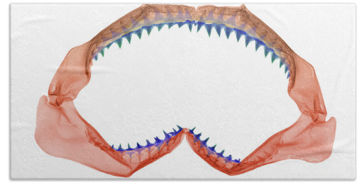 Animal Beach Towel featuring the photograph X-ray Of Shark Jaws by Ted Kinsman