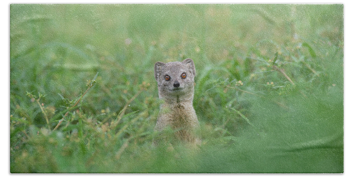 Mp Beach Towel featuring the photograph Yellow Mongoose Cynictis Penicillata by Gerry Ellis