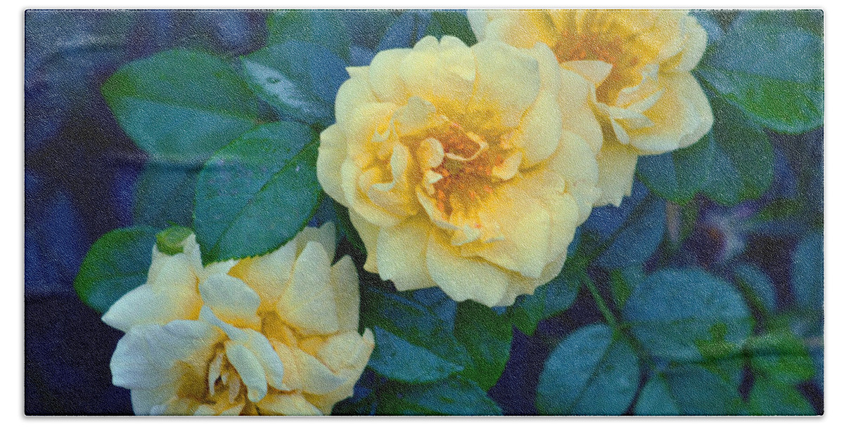 Rose Beach Towel featuring the photograph Yellow Roses by Rodney Campbell
