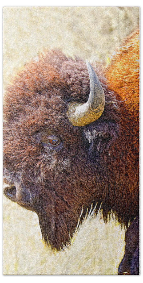 Yellowstone Beach Towel featuring the photograph Yellowstone American Bison by Fred J Lord
