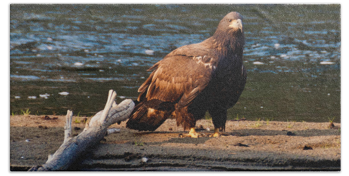 Eagle Beach Towel featuring the photograph Young and Wise by Cheryl Baxter