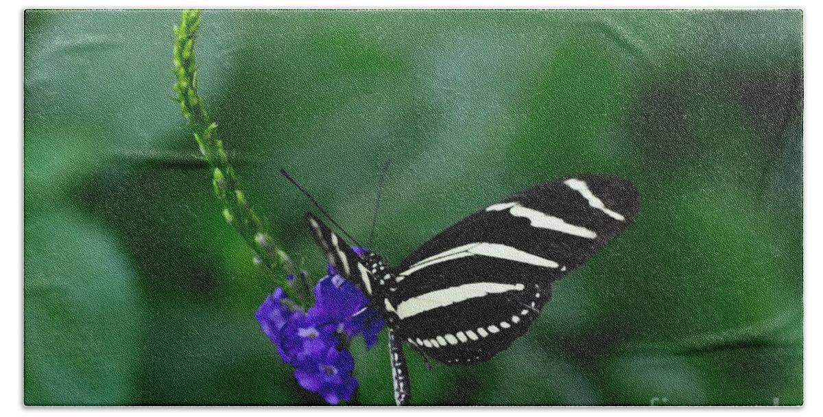 Butterfly Beach Towel featuring the photograph Zebra Longwing by Elaine Manley