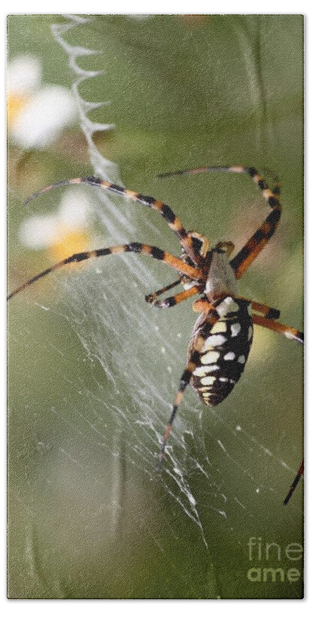 Zipper Spider Beach Sheet featuring the photograph Zipper Spider in the Swamp by Carol Groenen