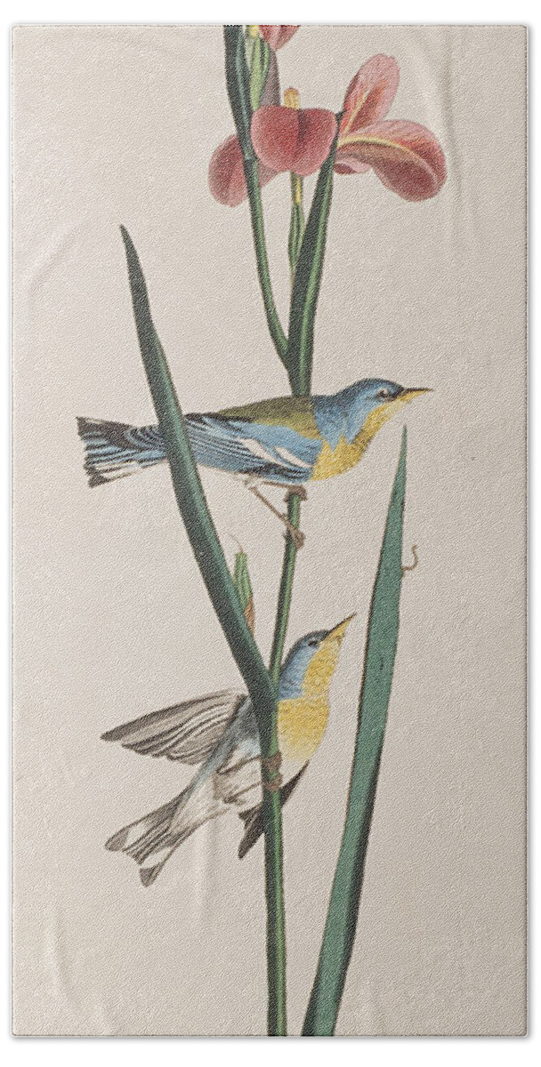Warbler Beach Towel featuring the painting Blue Yellow-backed Warbler by John James Audubon