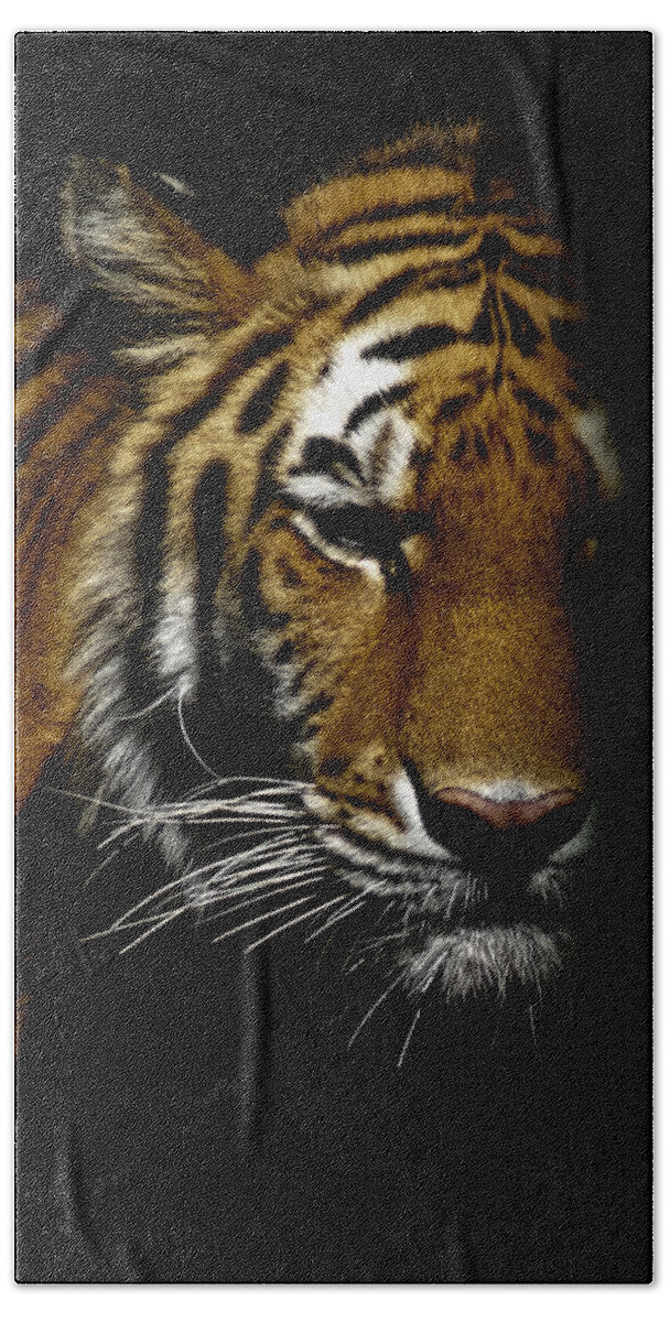 Tiger Beach Towel featuring the photograph Out of the Shadows 2 by Ernest Echols