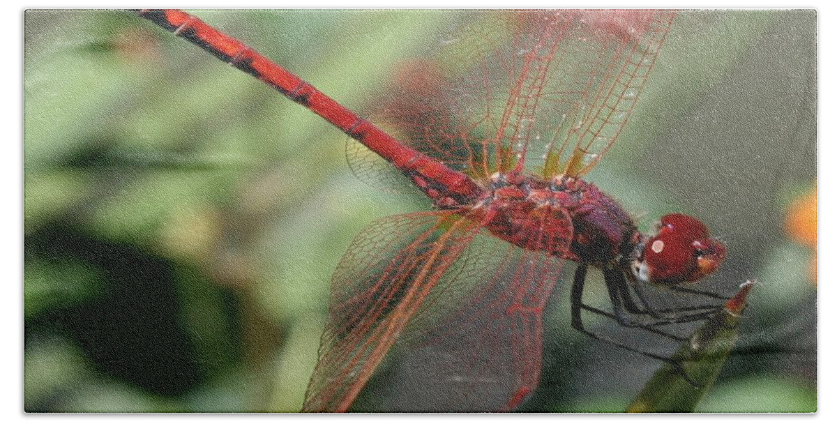 Red Beach Towel featuring the photograph 	 Red Male Skimmer or Firecracker Dragonfly by Taiche Acrylic Art