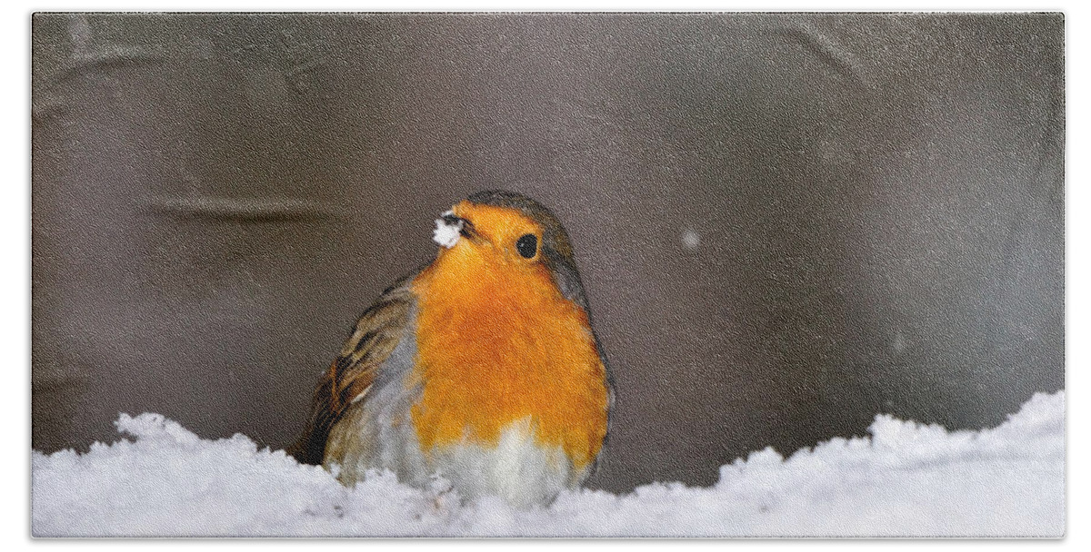 Robin In Snow Beach Towel featuring the photograph Robin in the Snow by Gavin Macrae