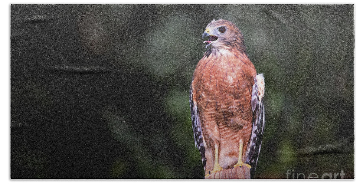 Hawk Beach Towel featuring the photograph This Is My Best Side by Sharon McConnell