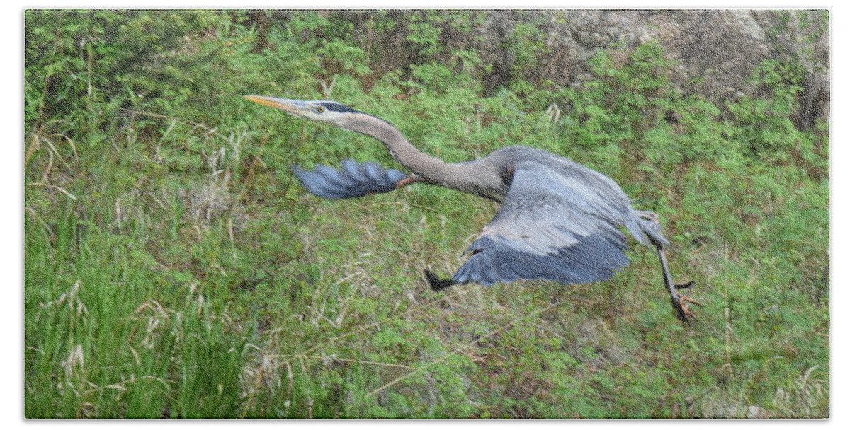 Great Blue Heron Beach Towel featuring the photograph Great Blue Heron at 11 Mile Canyon CO by Margarethe Binkley