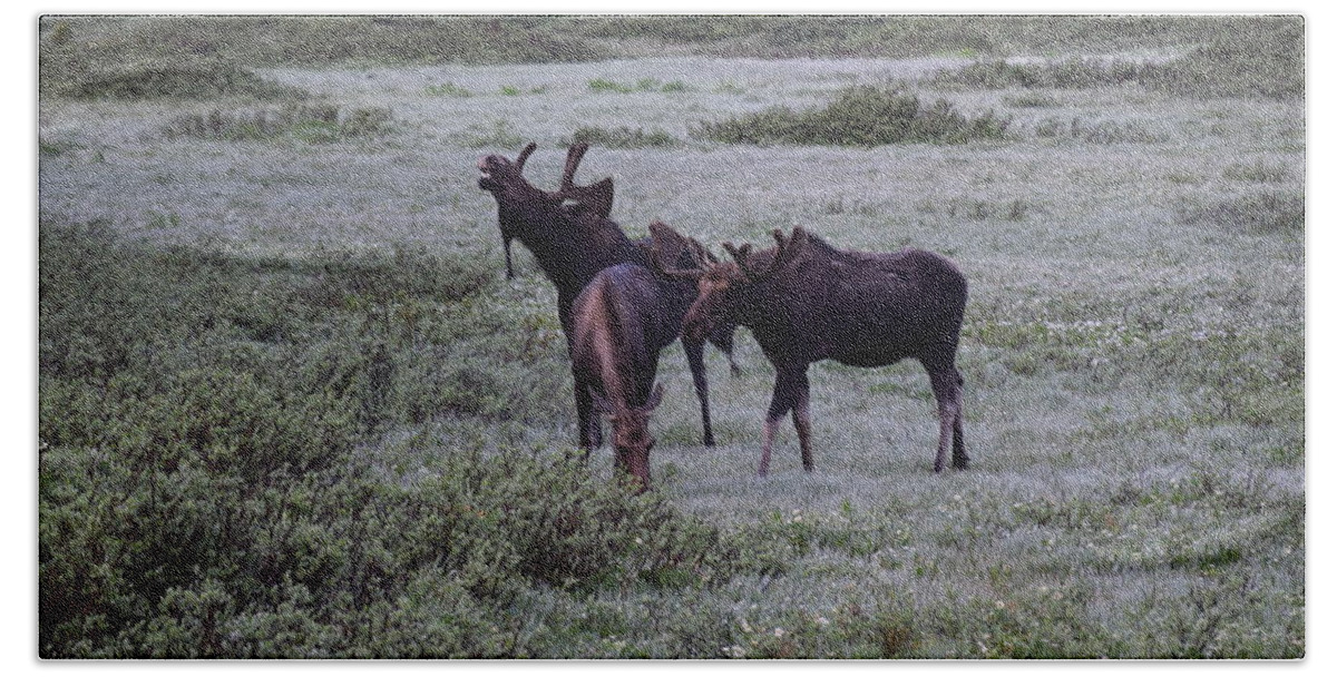 Moose Beach Sheet featuring the photograph Moose Cameron Pass CO #1 by Margarethe Binkley