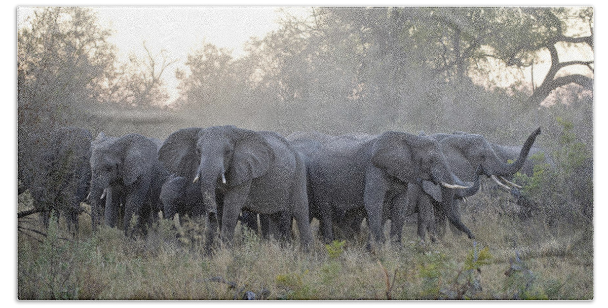 Mp Beach Towel featuring the photograph African Elephant Loxodonta Africana #1 by Suzi Eszterhas