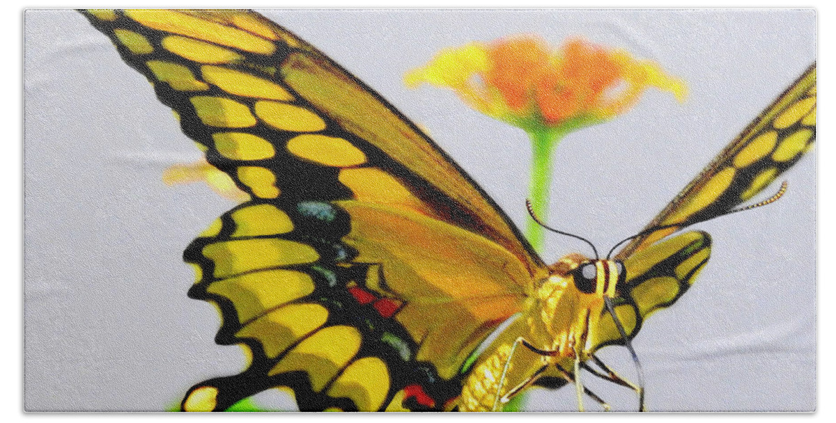 Yellow Swallowtail Beach Sheet featuring the photograph Afternoon Sip #1 by Charlotte Schafer
