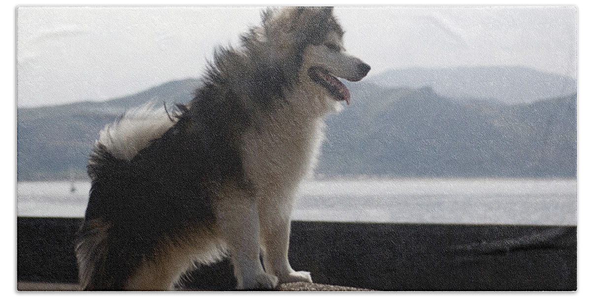  Beach Towel featuring the photograph Alaskan Malamute. #1 by Christopher Rowlands