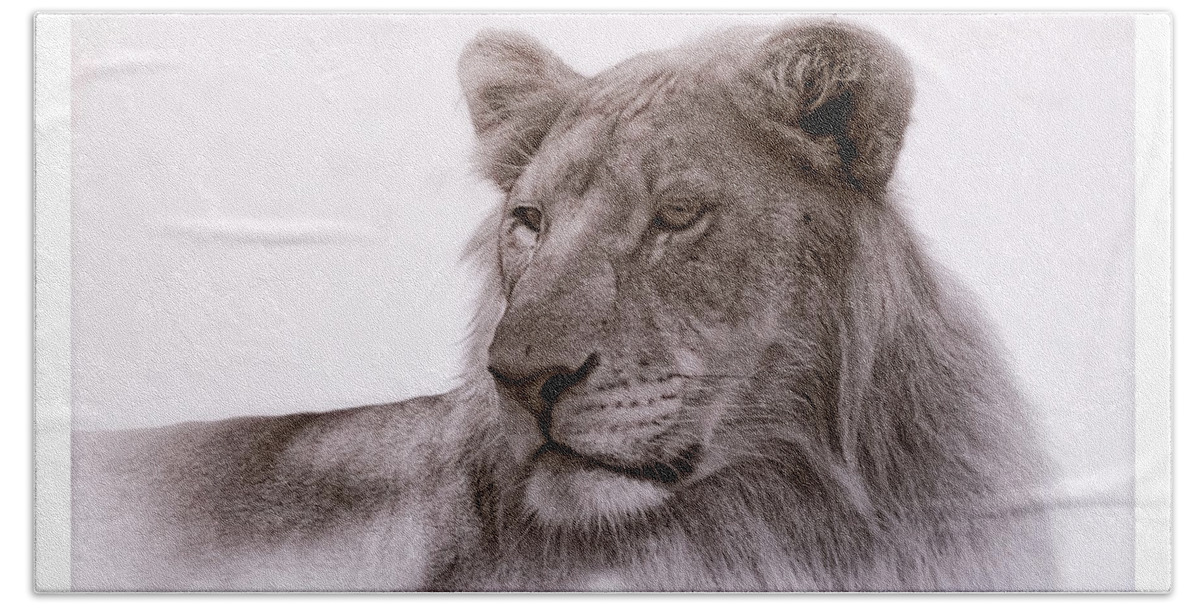 Lions Beach Towel featuring the photograph All Grown Up by Elaine Malott