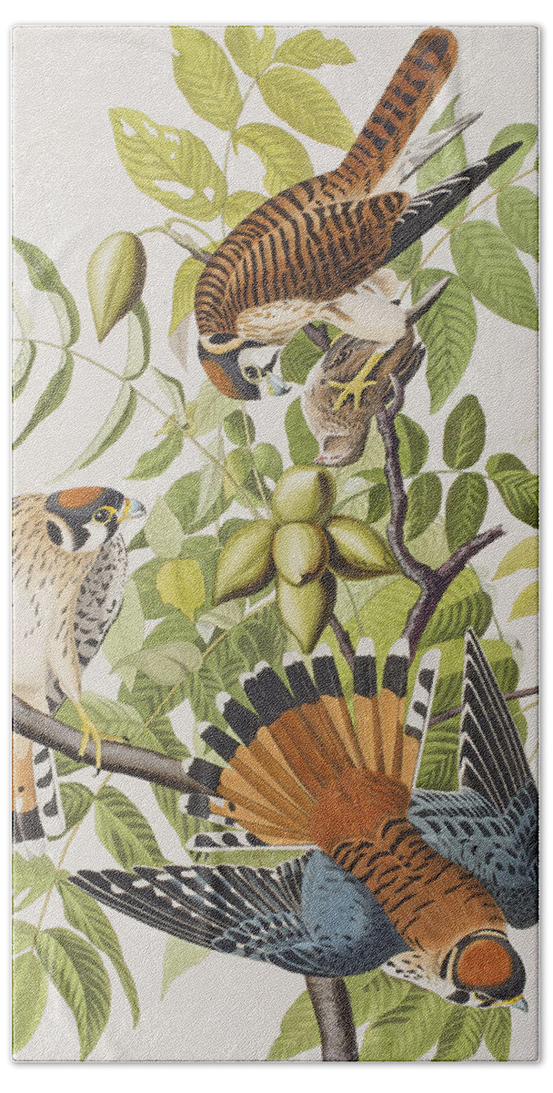 American Sparrow Hawk Beach Sheet featuring the painting American Sparrow Hawk by John James Audubon