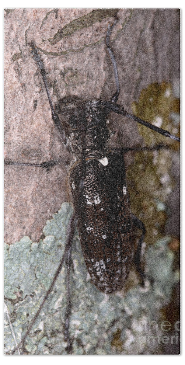 Trees Beach Towel featuring the photograph Asian Long-horned Beetle #1 by Ted Kinsman