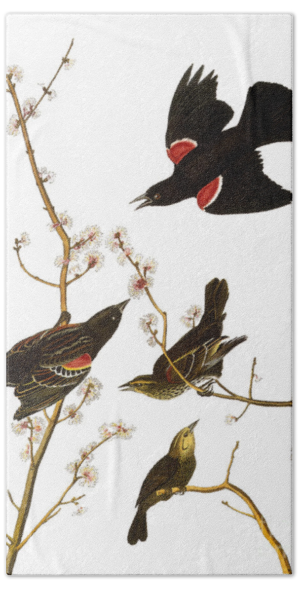 1827 Beach Towel featuring the photograph Audubon: Blackbird, (1827) #1 by Granger