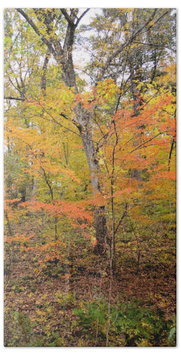 Forest Beach Towel featuring the photograph Autumn #1 by Bonfire Photography