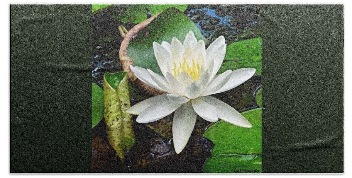 Beautiful Beach Towel featuring the photograph #beautiful #water #lily At Mayfield #1 by Austin Tuxedo Cat