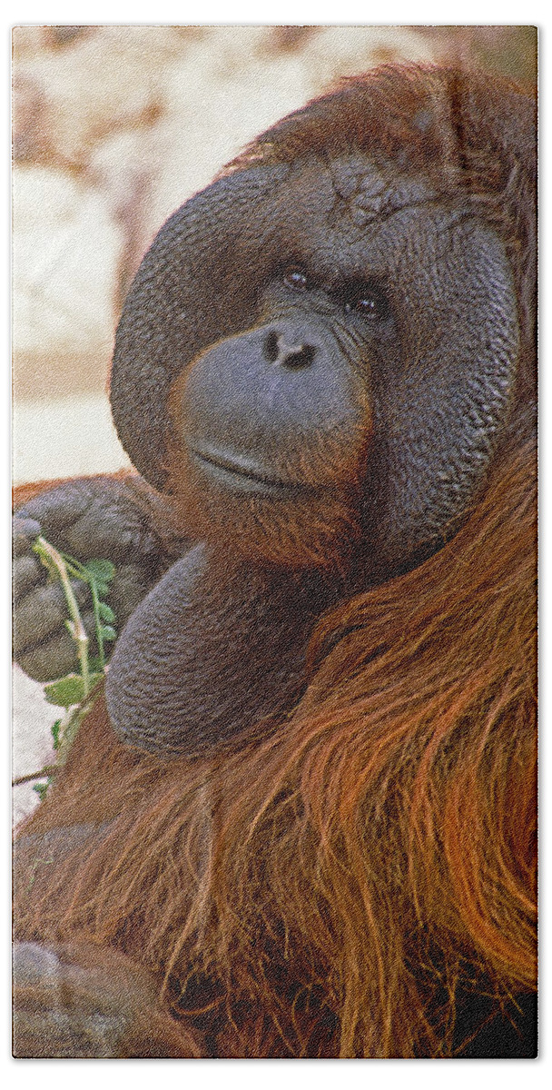 Orangutan Beach Towel featuring the photograph Big Daddy #1 by Michele Burgess