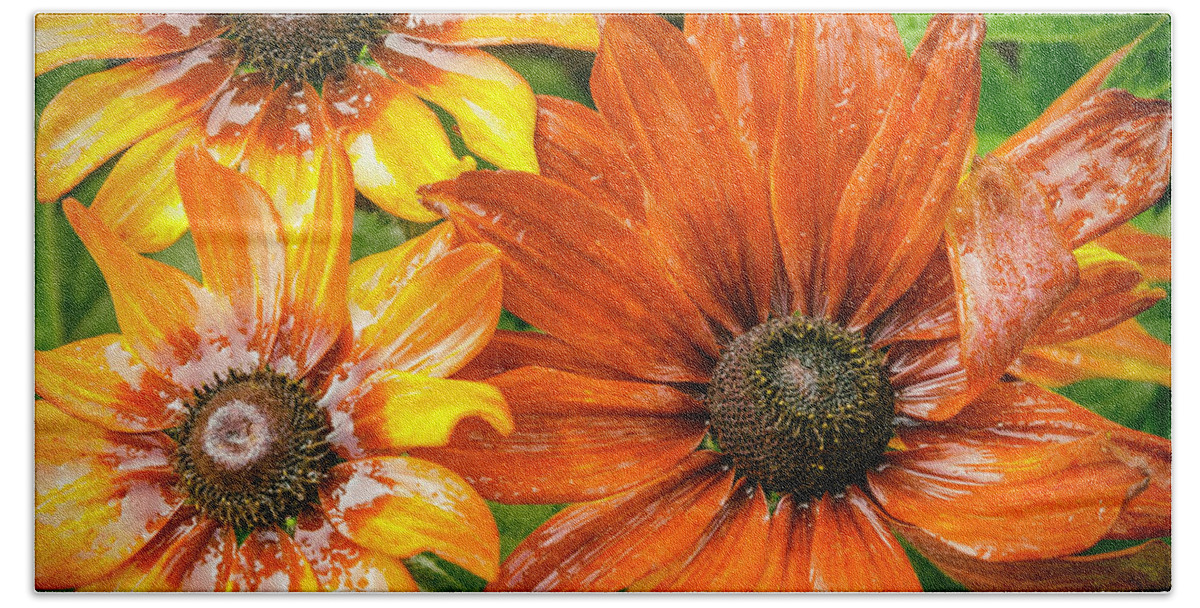 Flower Beach Towel featuring the photograph Black-eyed Susan #2 by Barry Weiss