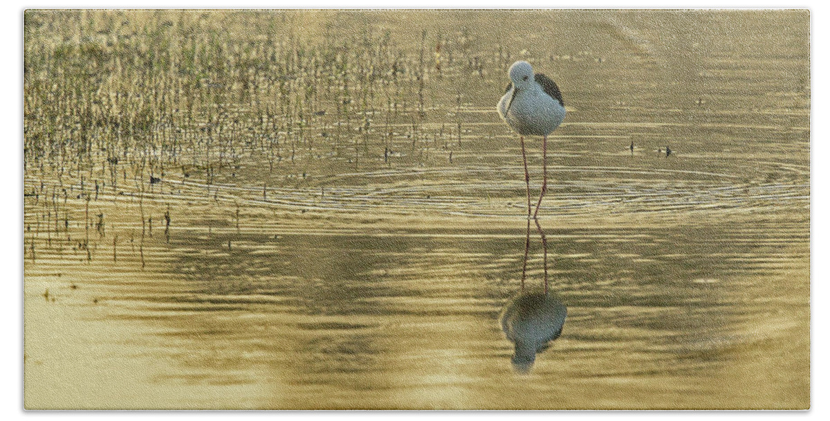 2017 Beach Sheet featuring the photograph Black-winged Stilt #1 by Jean-Luc Baron