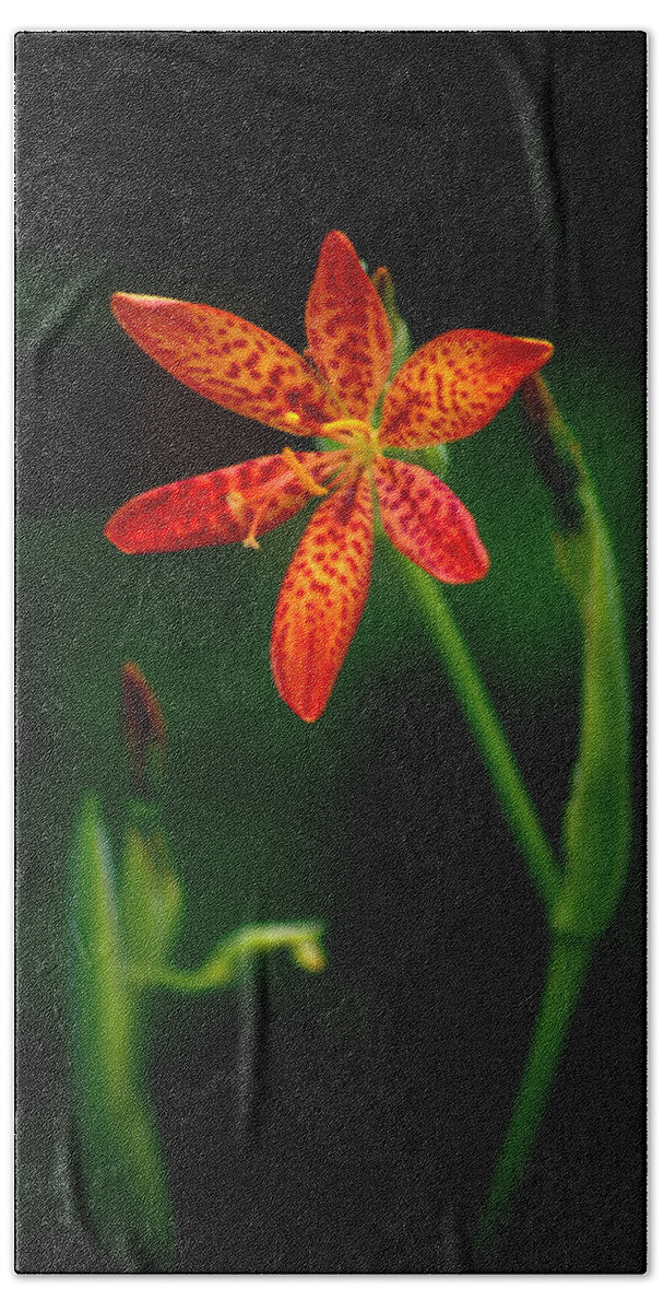 Flower Beach Towel featuring the photograph Blackberry Lily Iris domestica #1 by Nathan Abbott