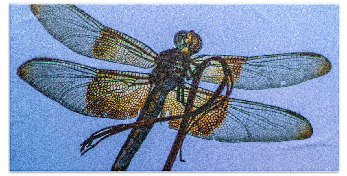 Dragonfly Beach Sheet featuring the photograph Blue Dragonfly #1 by Toma Caul