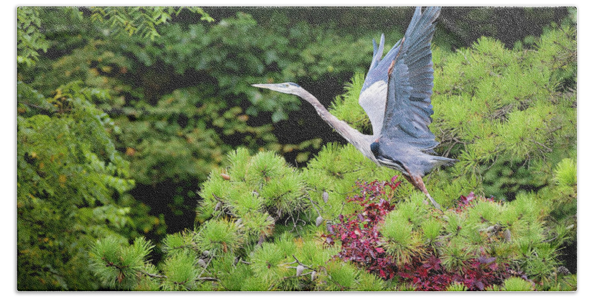 Blue Heron Beach Towel featuring the photograph Blue Heron in Flight #1 by Deborah Penland