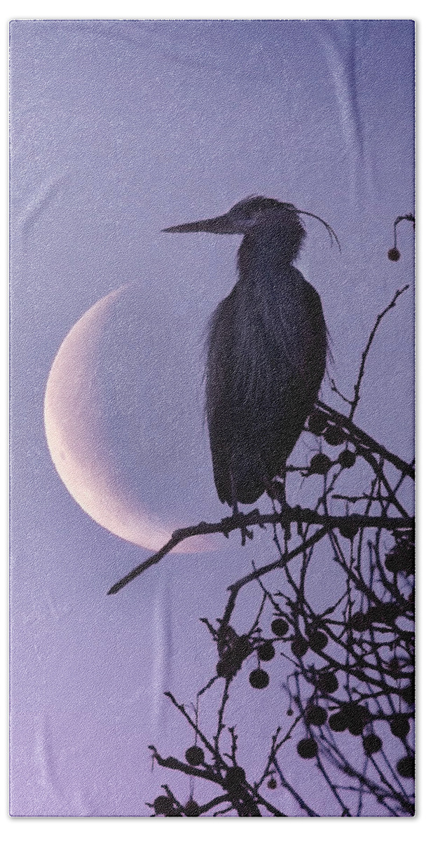 Blue Heron Beach Sheet featuring the photograph Blue Heron Moon #1 by Rob Blair