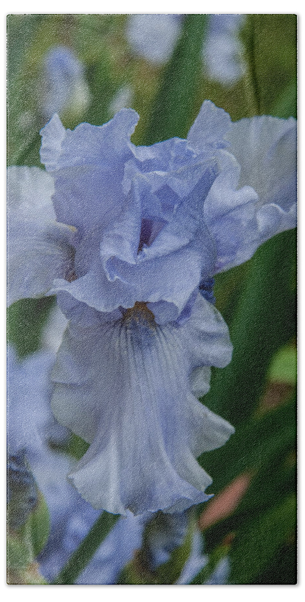 Bearded Iris Beach Towel featuring the photograph Bearded Blue Iris 2 by Pamela Williams