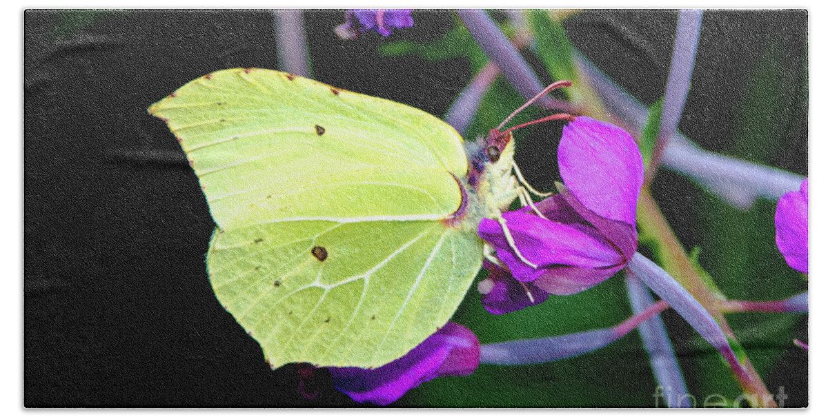 Animal Beach Towel featuring the photograph Brimstone butterfly #1 by Amanda Mohler