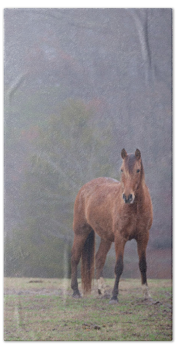 Brown Beach Towel featuring the photograph Brown Horse in Fog #1 by Jack Nevitt