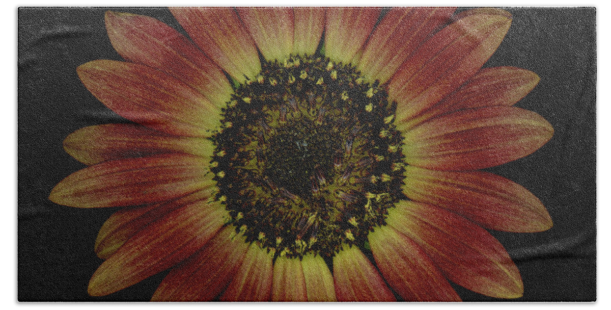 Black Beach Towel featuring the photograph Brown Sunflower #1 by Oscar Gutierrez