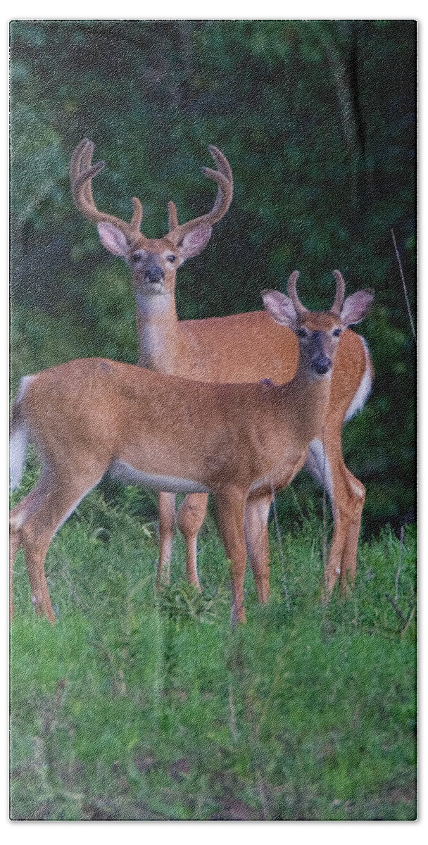 Deer Beach Towel featuring the photograph Buck Father and Son #1 by William Jobes
