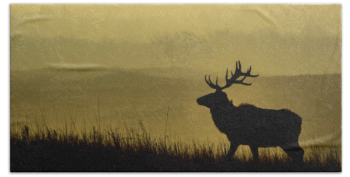 Jay Stockhaus Beach Towel featuring the photograph Bull Elk #1 by Jay Stockhaus