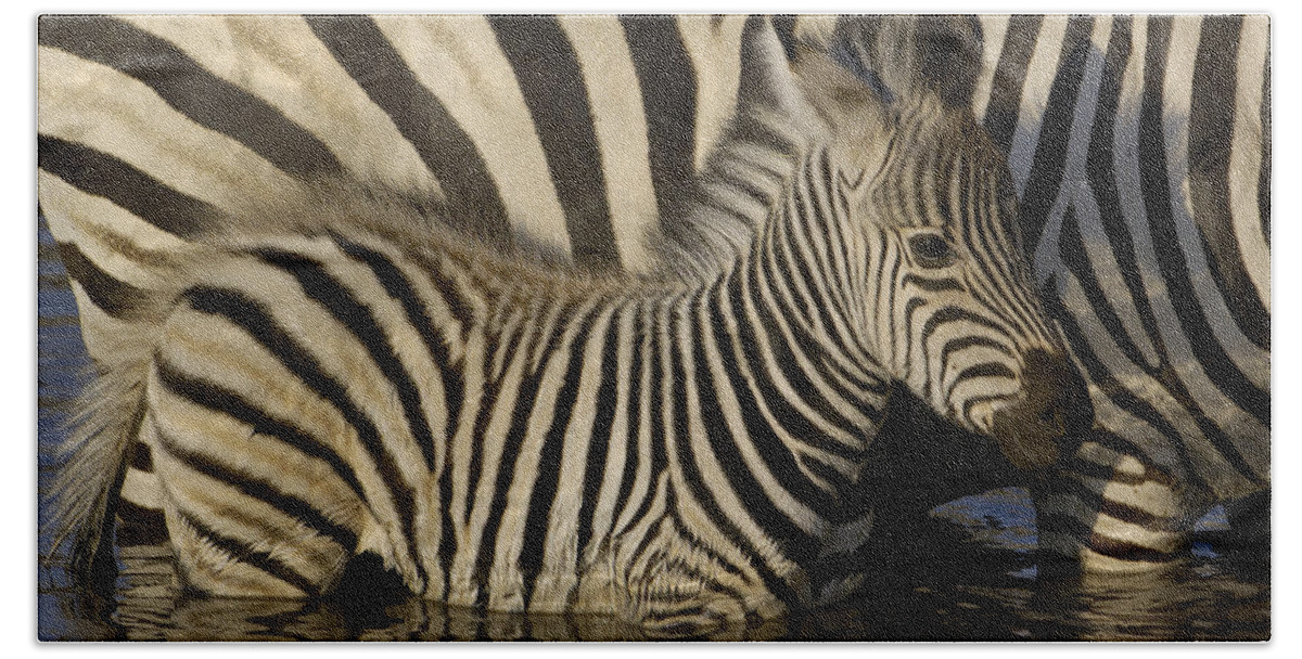 Mp Beach Towel featuring the photograph Burchells Zebra Equus Burchellii Foal #1 by Pete Oxford
