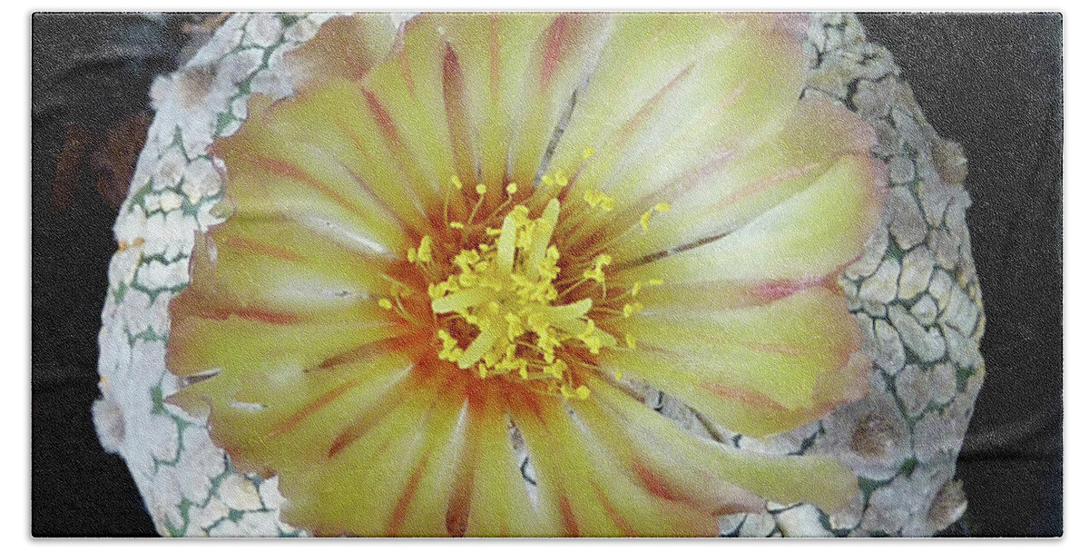 Cactus Beach Sheet featuring the photograph Cactus Flower 2 #2 by Selena Boron
