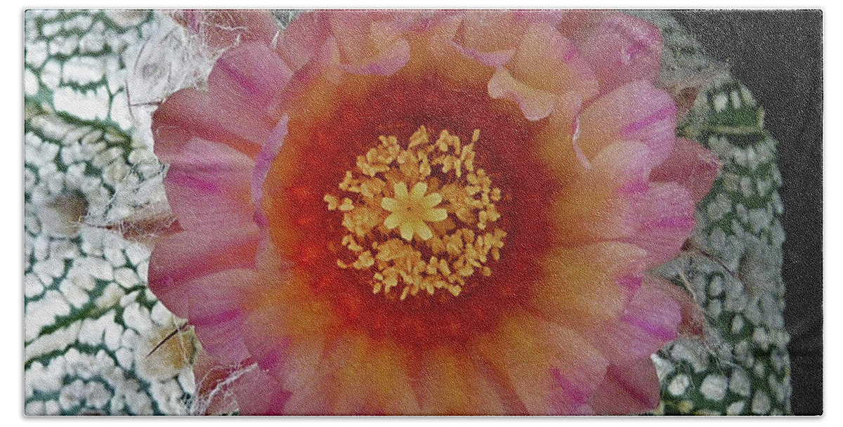 Cactus Beach Towel featuring the photograph Cactus Flower 5 #1 by Selena Boron