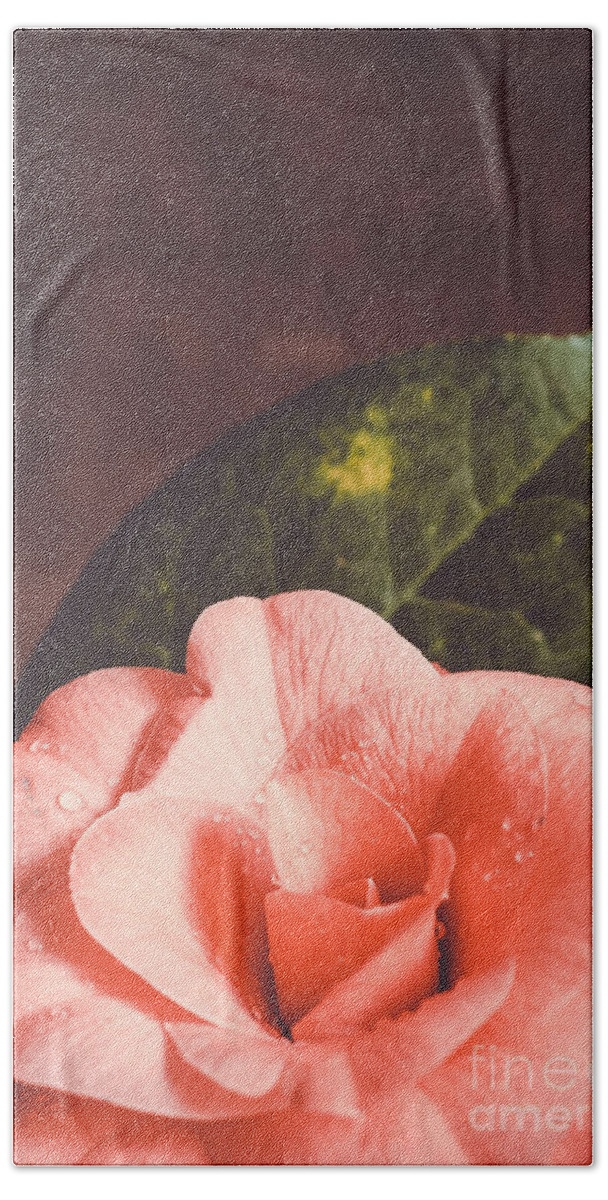  Beach Towel featuring the photograph Camellia #1 by Andrea Anderegg