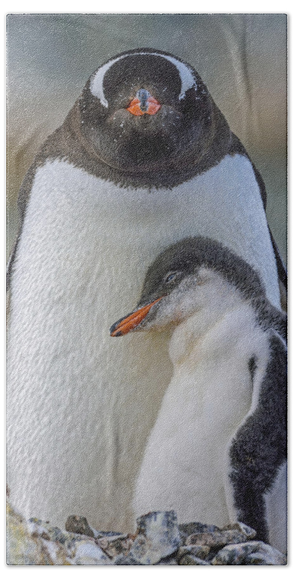 Gentoo Penguin Beach Sheet featuring the photograph Comfort #1 by Tony Beck