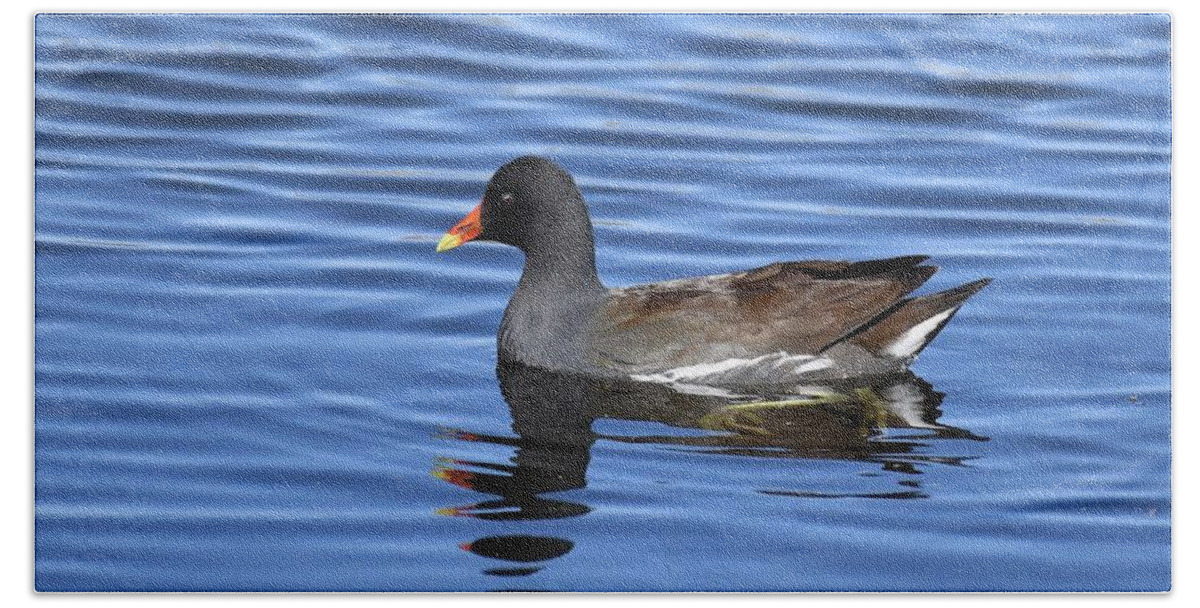 Common Gallinule Beach Towel featuring the photograph Common Gallinule #1 by David Campione