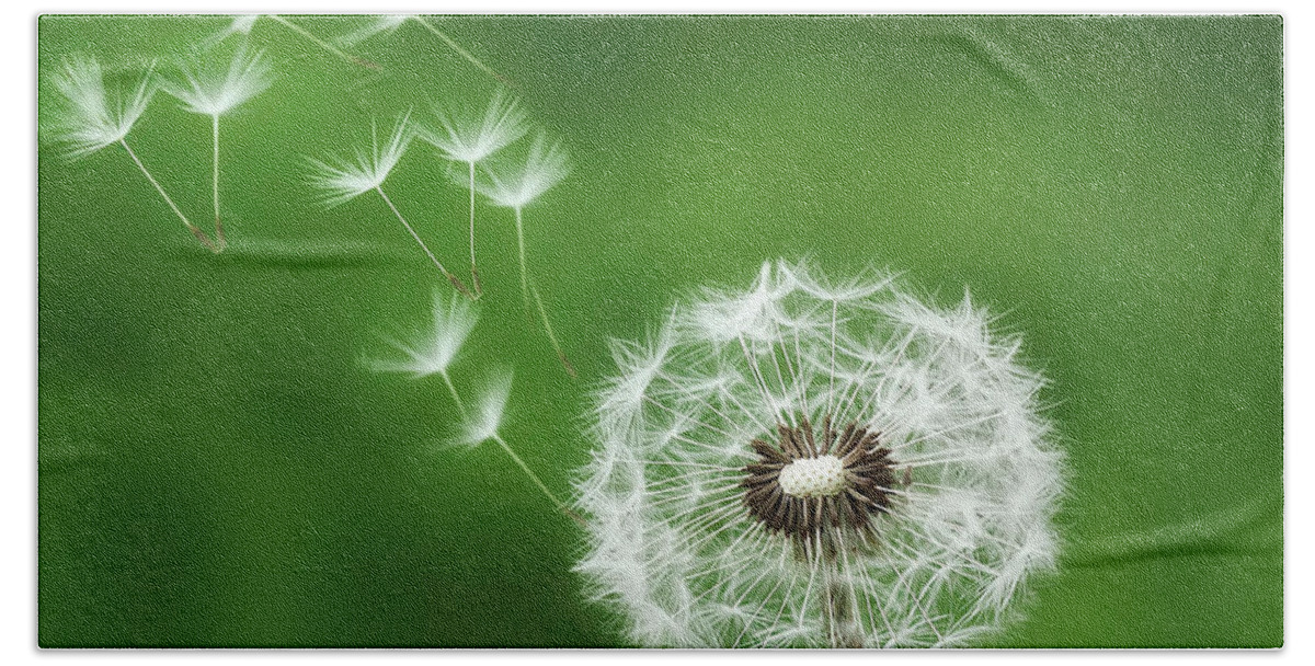Abstract Beach Sheet featuring the photograph Dandelion #1 by Bess Hamiti